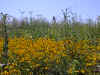 HP wildflowers2.jpg (67171 bytes)